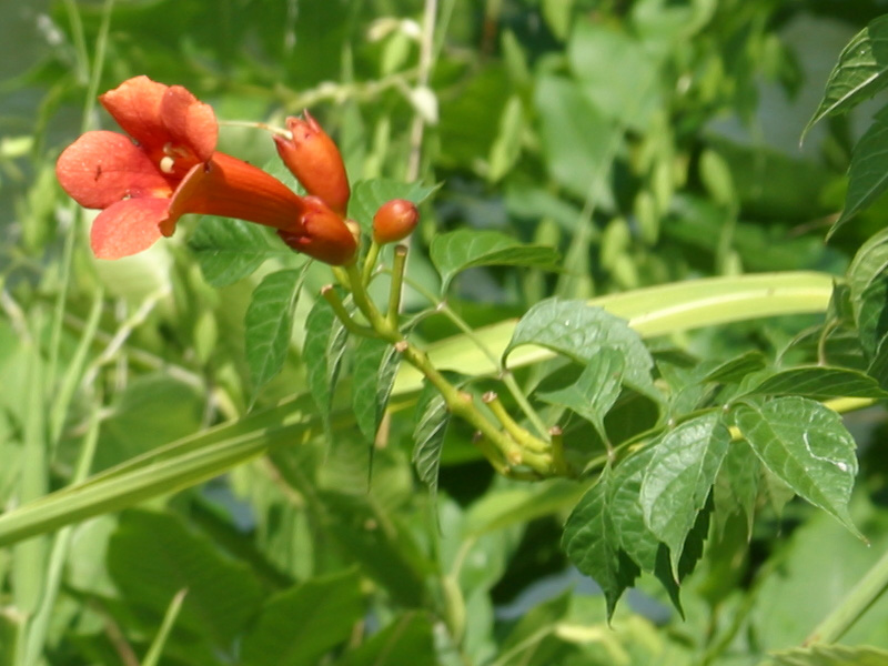 Campsis grandiflora, Chinese trumpet creeper — climbing deciduous (Bignoniaceae) (image 1 of 10)