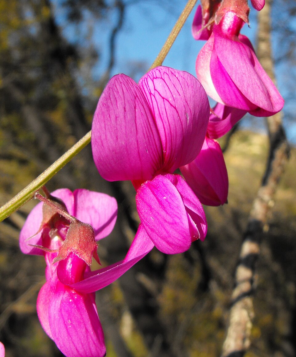 Lathyrus vestitus (Pacific pea) (alternate view 6)