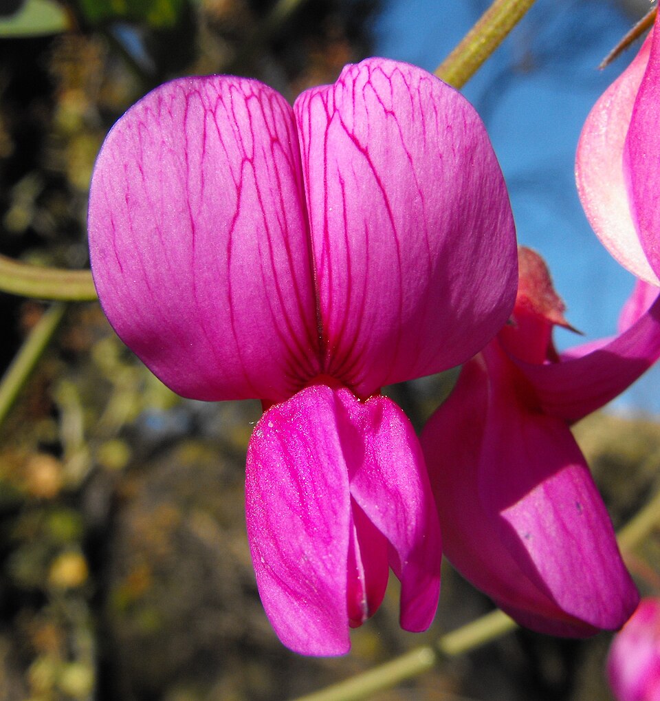 Lathyrus vestitus (Pacific pea) (alternate view 7)