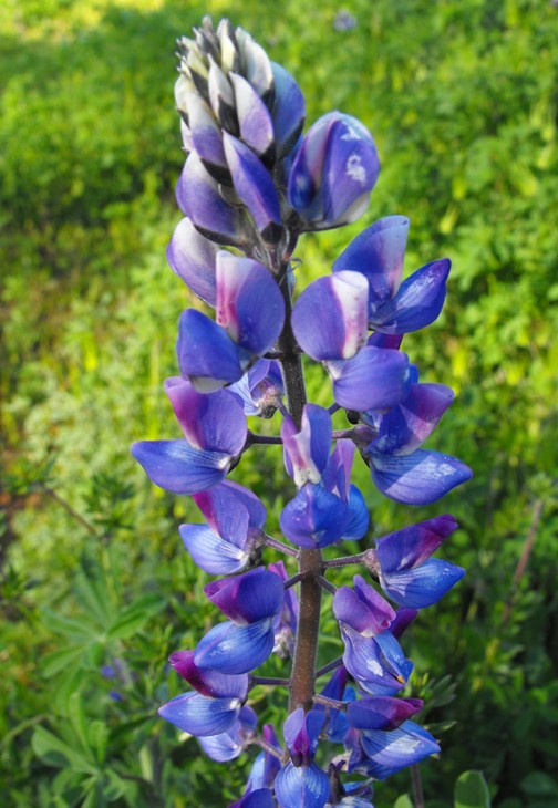 Lupinus succulentus (arroyo lupine) (alternate view 8)