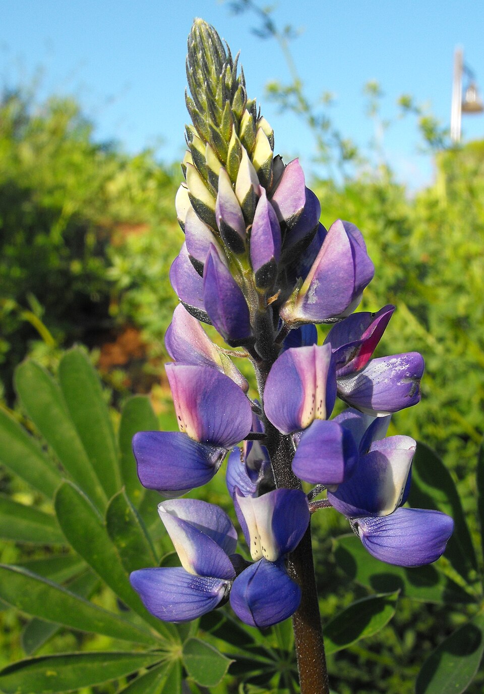 Lupinus succulentus (arroyo lupine) (alternate view 9)