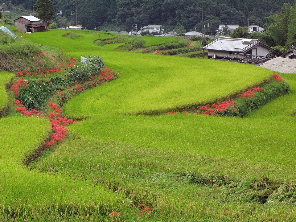 Lycoris radiata (red spider lily) (alternate view 8)