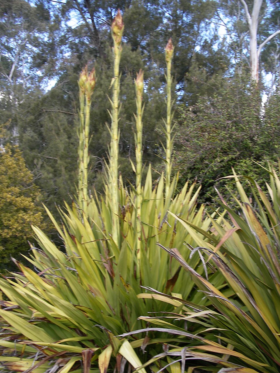 Doryanthes excelsa (Gymea Lily)