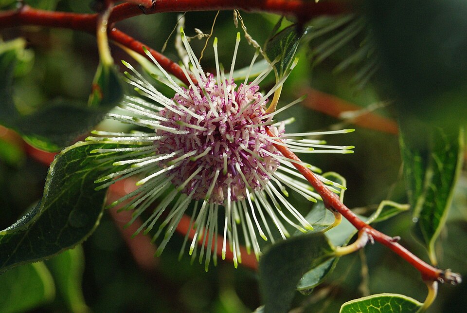 Hakea laurina (Pincushion hakea) (alternate view 10)