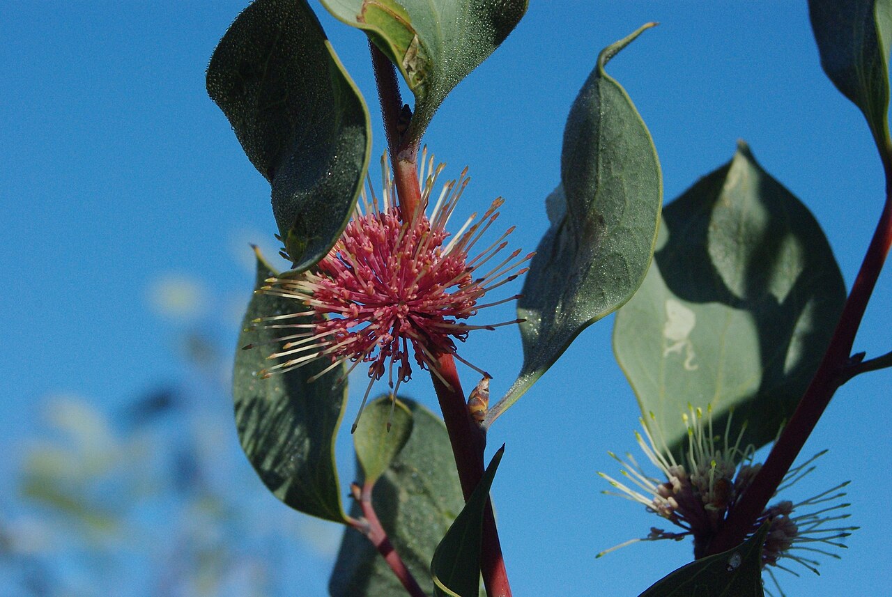Hakea petiolaris, Sea urchin hakea — upright evergreen (Proteaceae) (image 2 of 10)