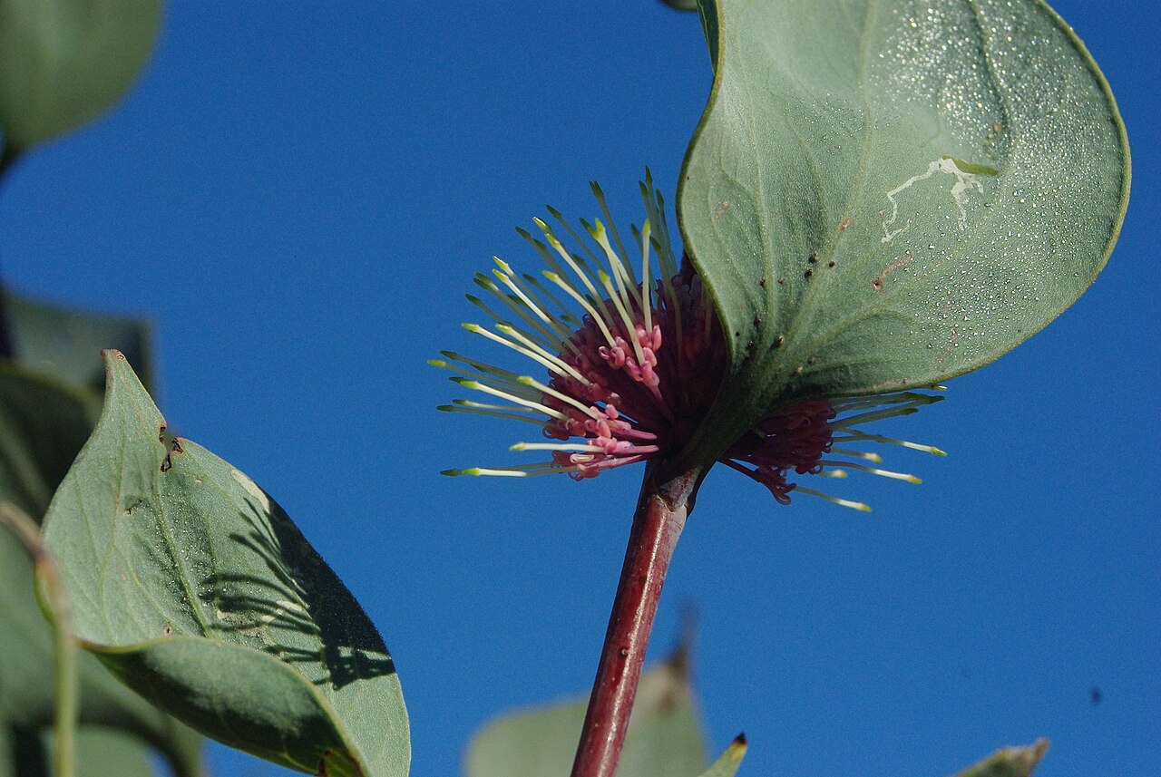 Hakea petiolaris, Sea urchin hakea — upright evergreen (Proteaceae) (image 3 of 10)