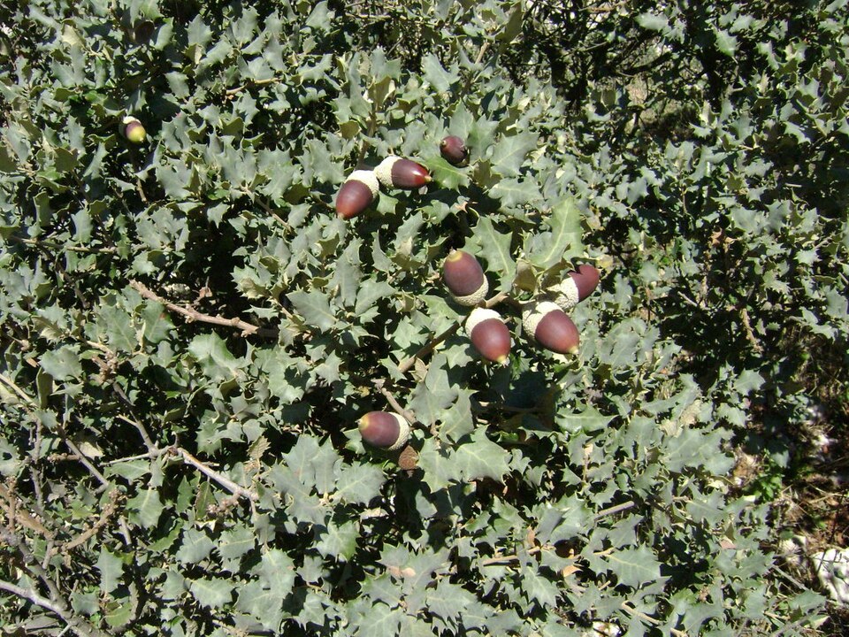 Quercus rotundifolia (sweet acorn oak)