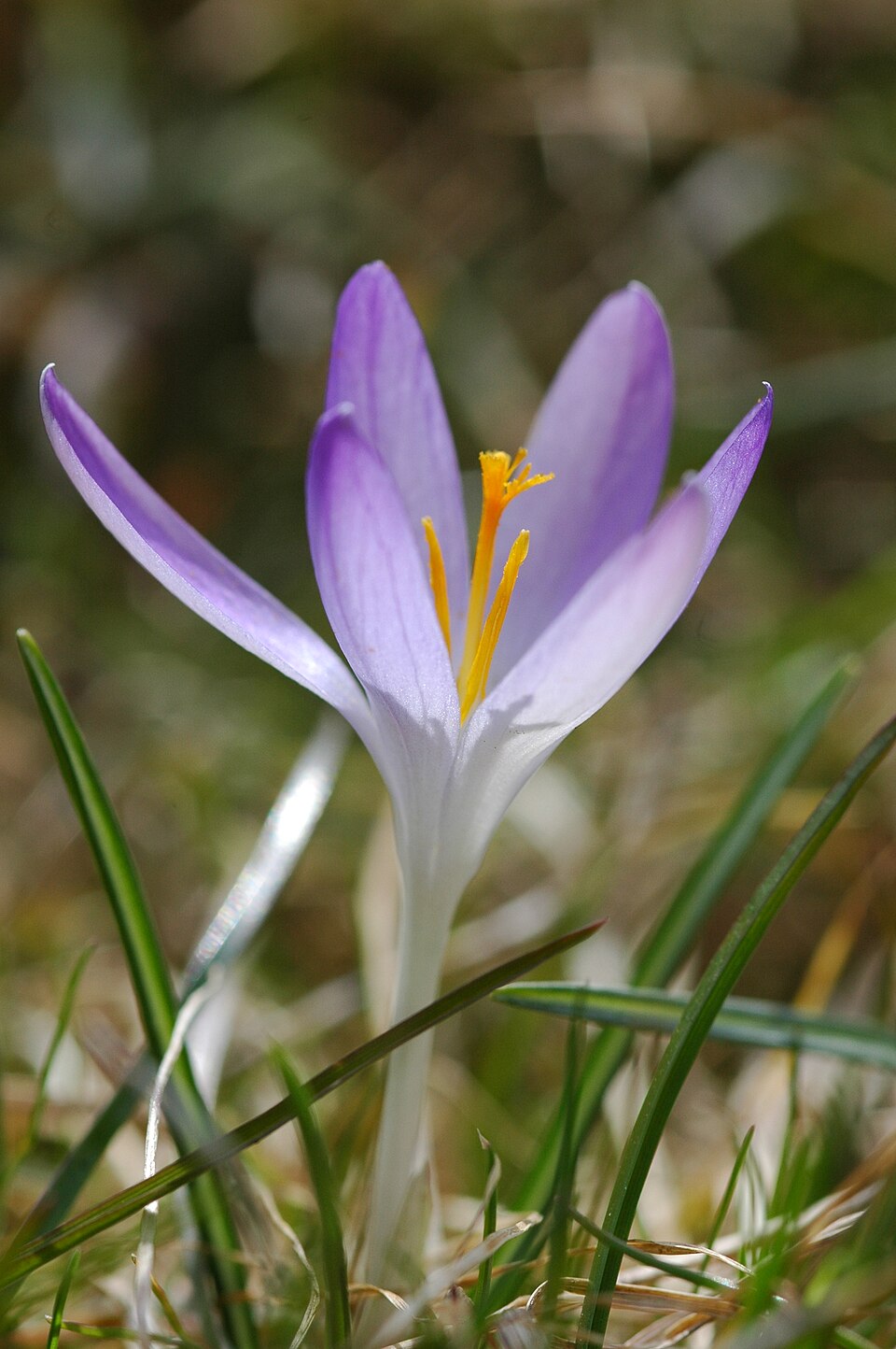 Crocus tommasinianus (Tommasini's Crocus) (alternate view 6)