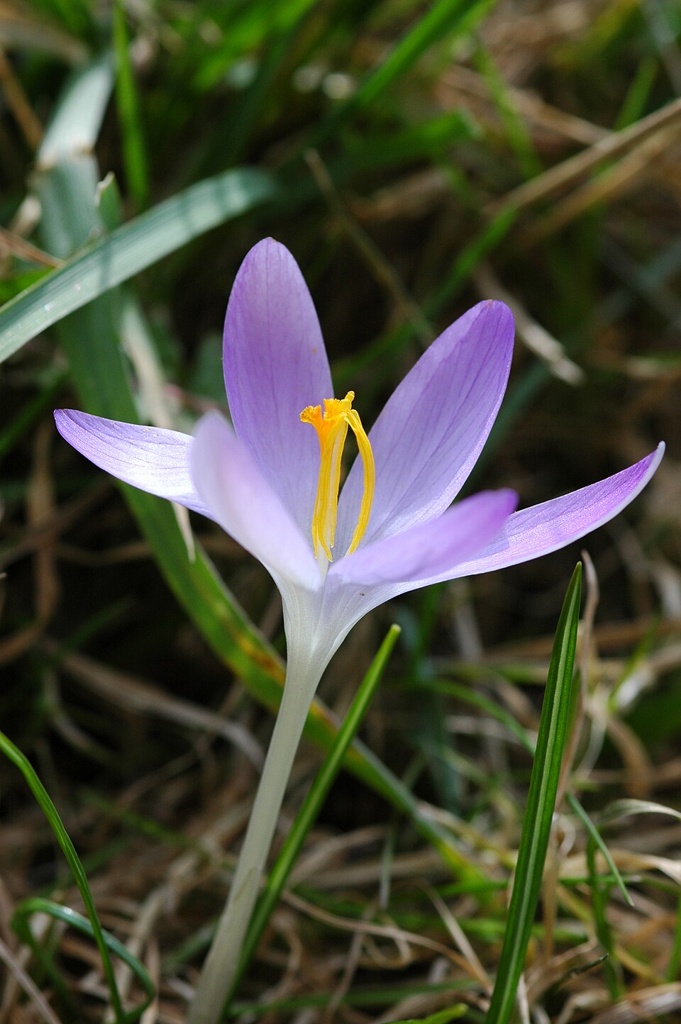 Crocus tommasinianus (Tommasini's Crocus) (alternate view 7)