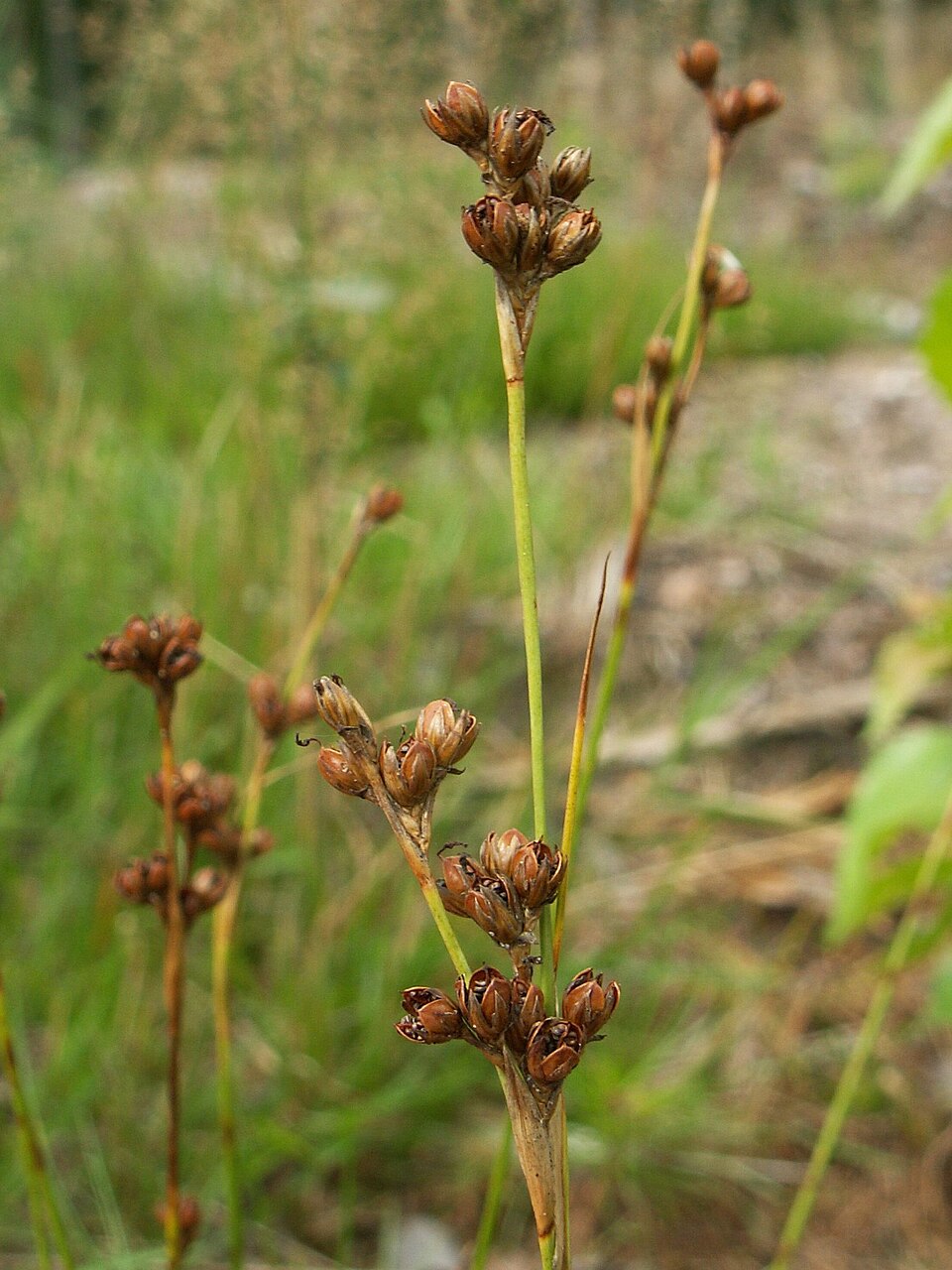 Juncus squarrosus (heath rush)
