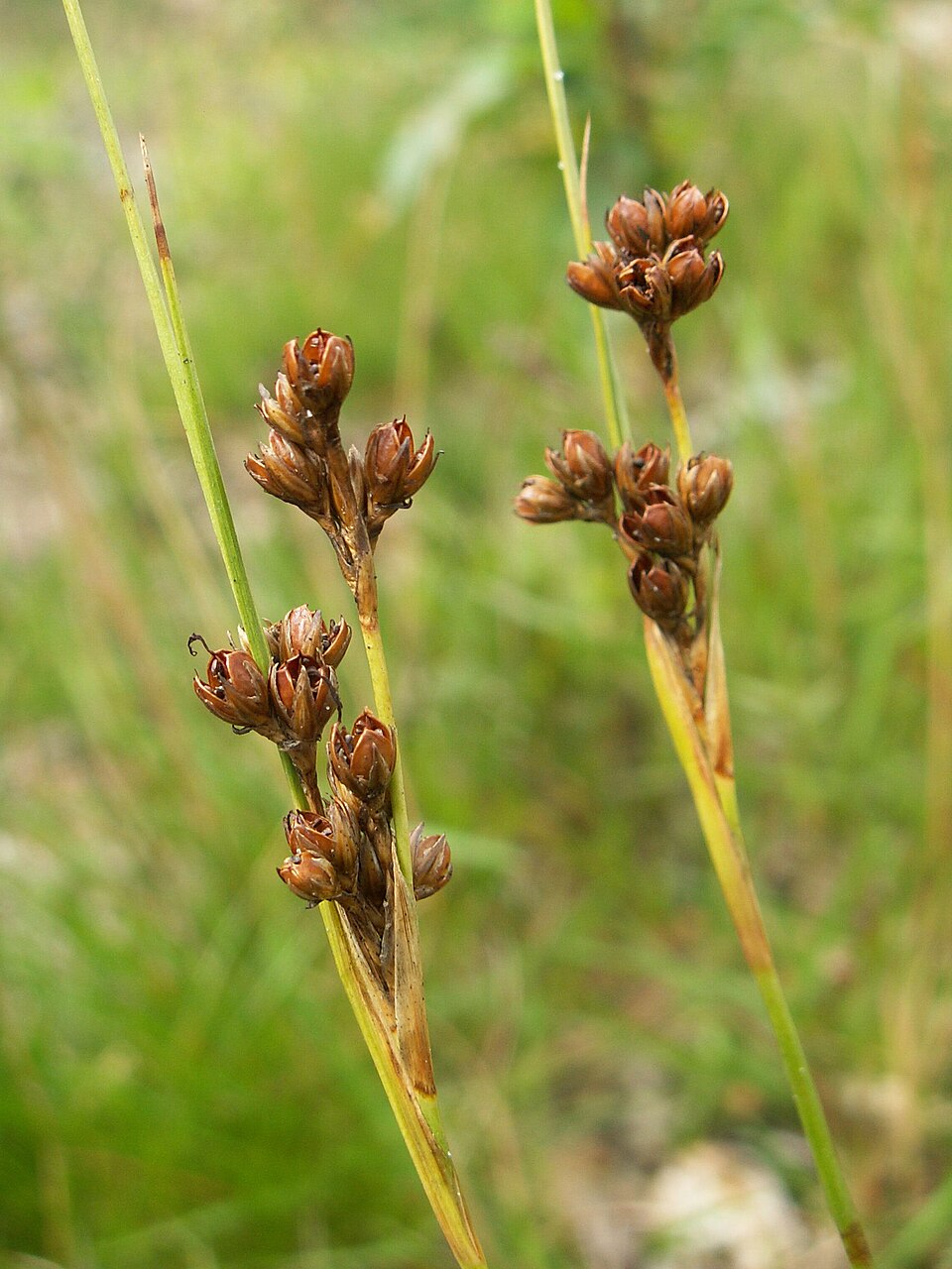 Juncus squarrosus (heath rush)
