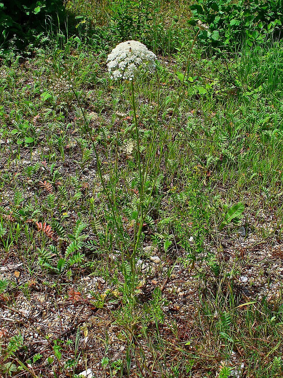 Daucus carota (Queen Ann's lace) (alternate view 10)