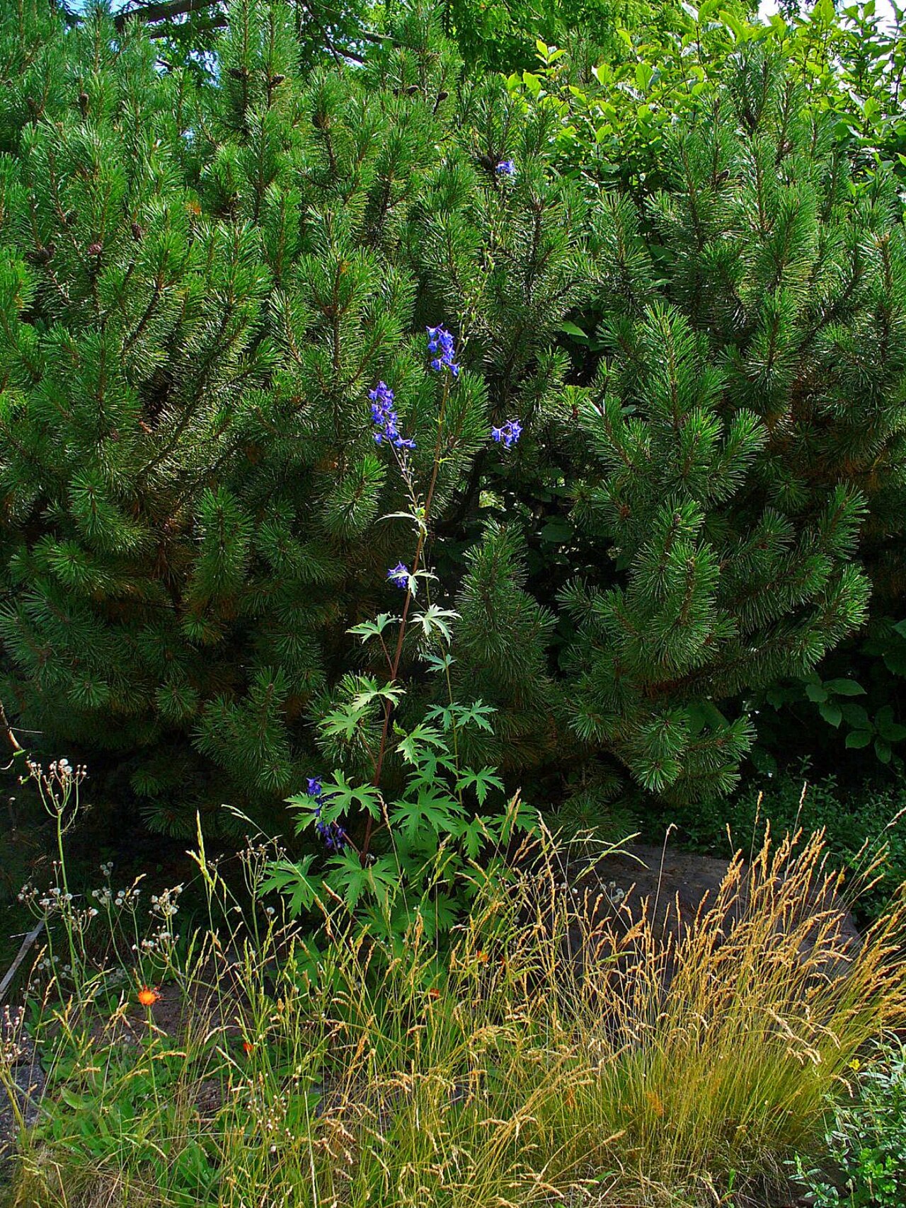 Delphinium elatum, Candle larkspur — upright deciduous (Ranunculaceae) (image 8 of 9)