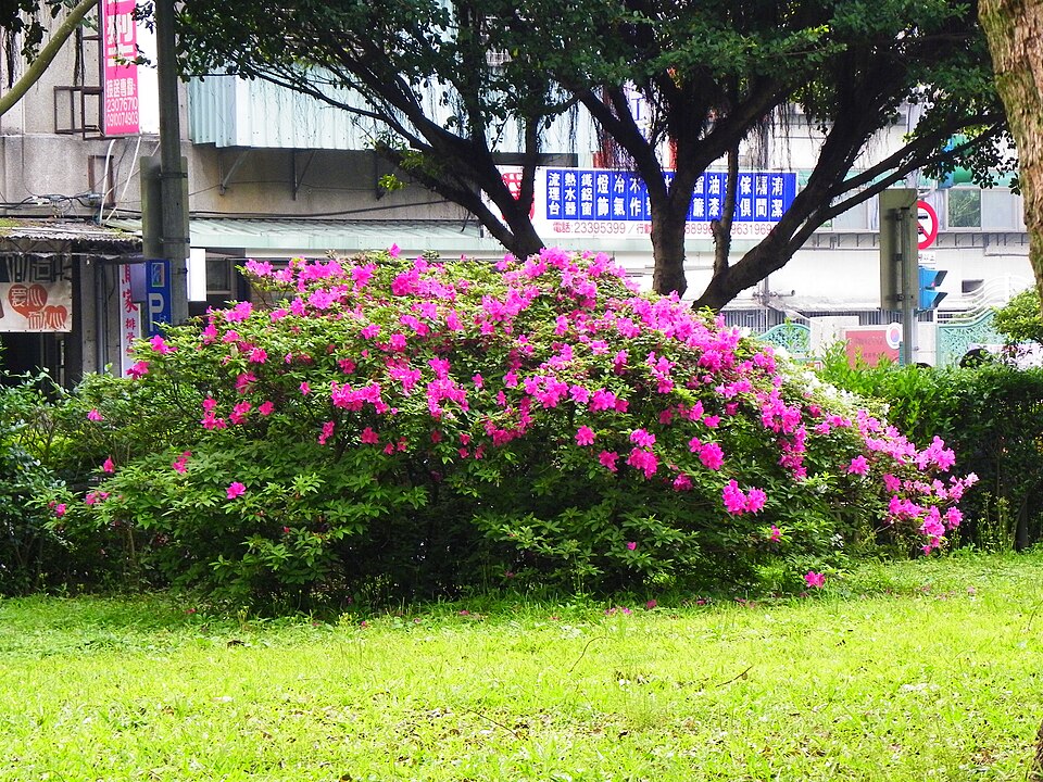 Rhododendron indicum (southern Indian azalea)