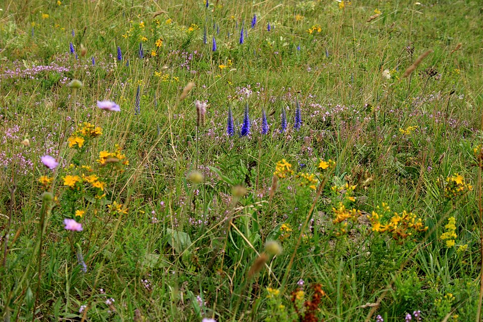 Veronica spicata (veronica, speedwell) (alternate view 12)