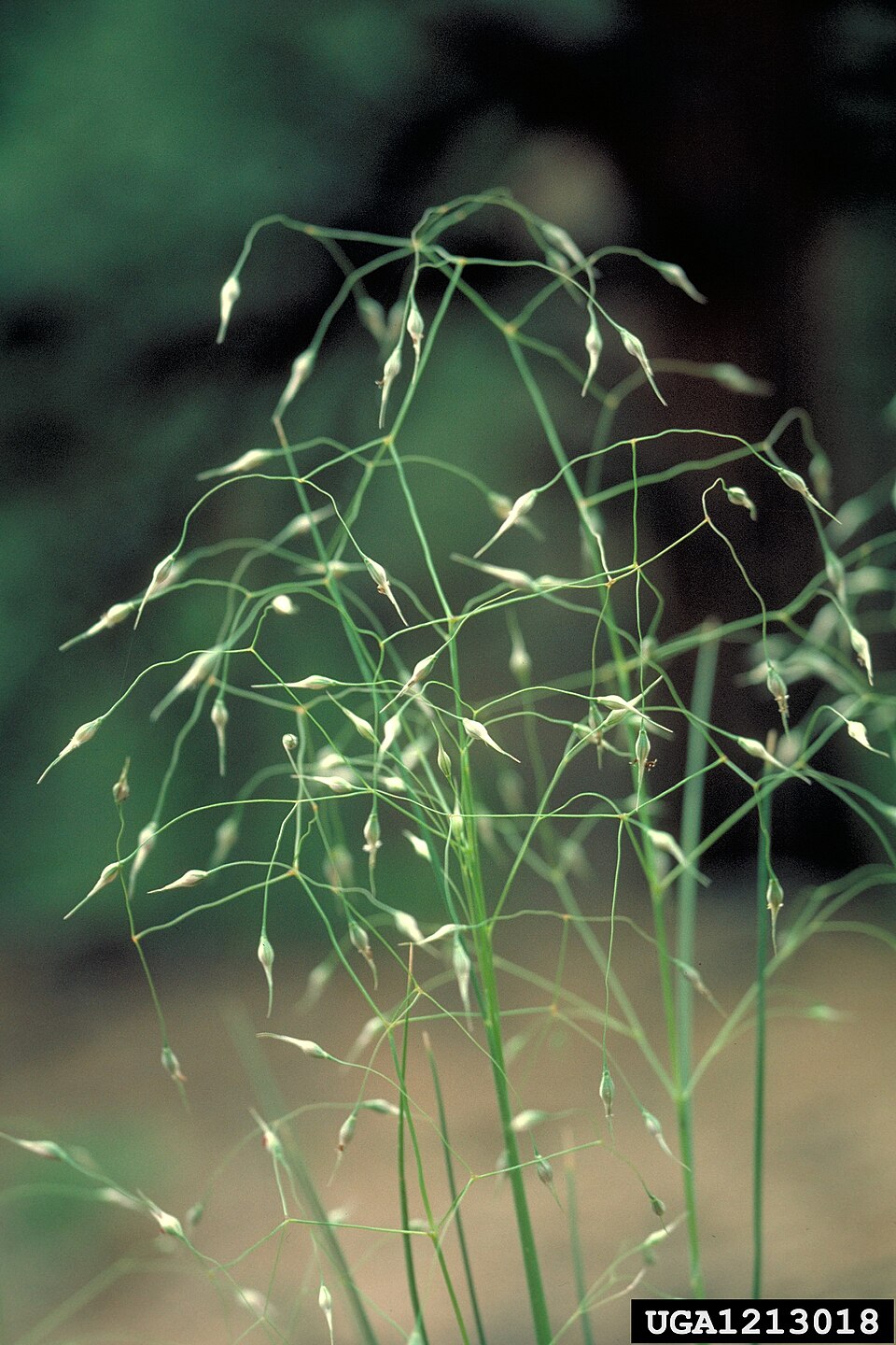 Eriocoma hymenoides (Sand Ricegrass) (alternate view 8)