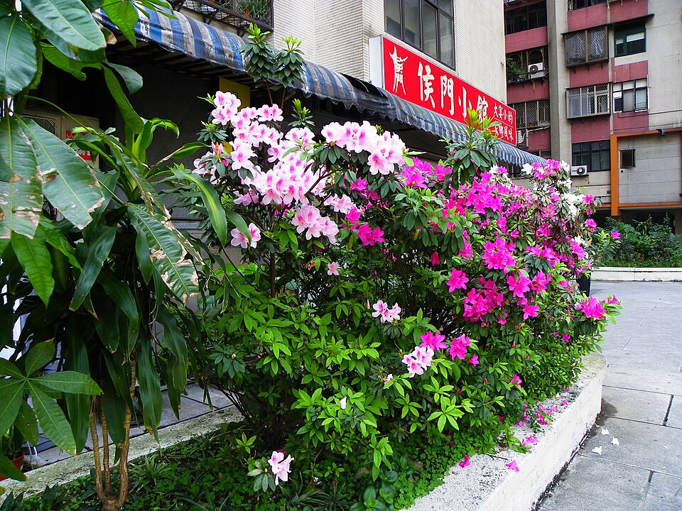 Rhododendron indicum (southern Indian azalea)