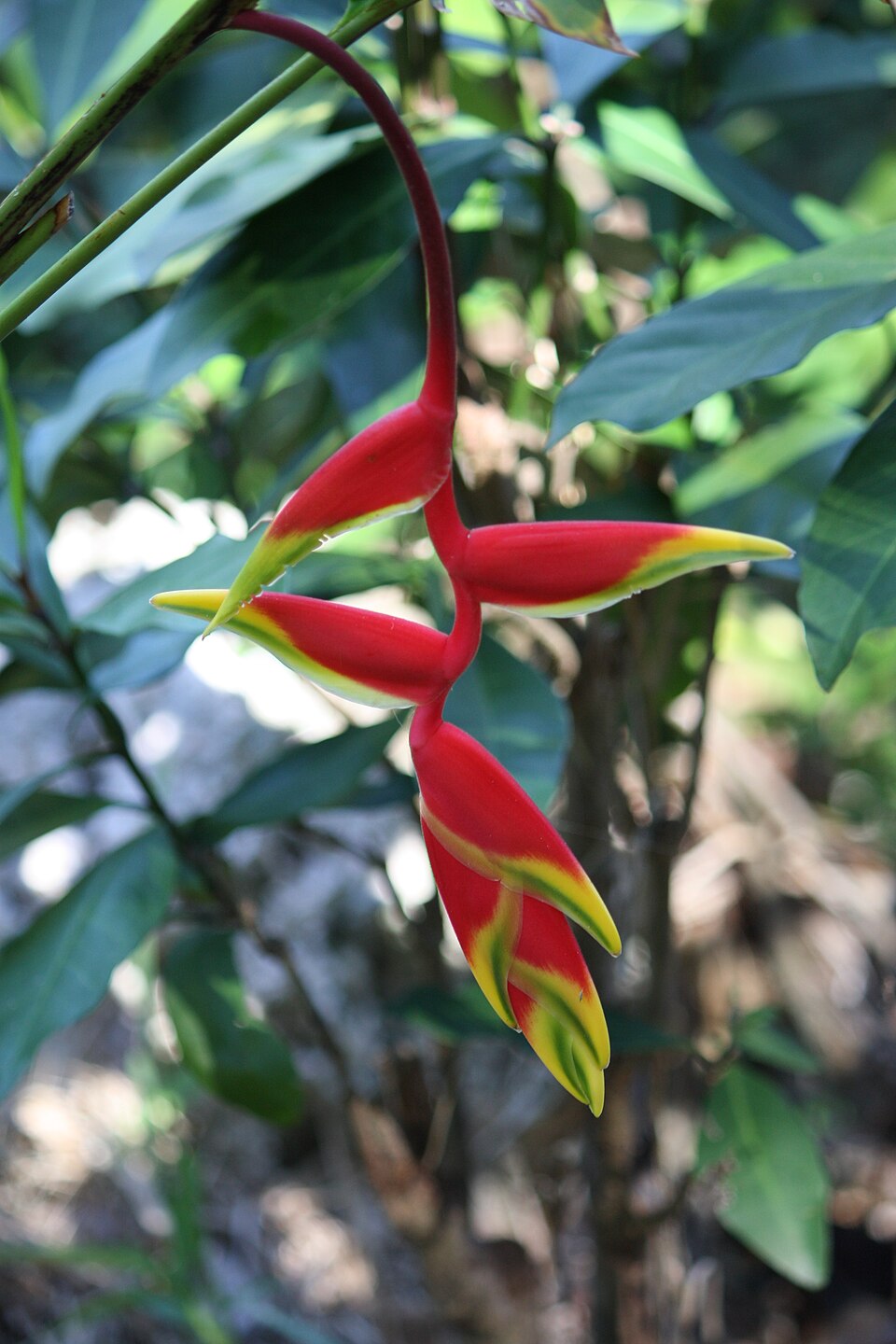 Heliconia rostrata (Hanging Lobster Claw) (alternate view 6)