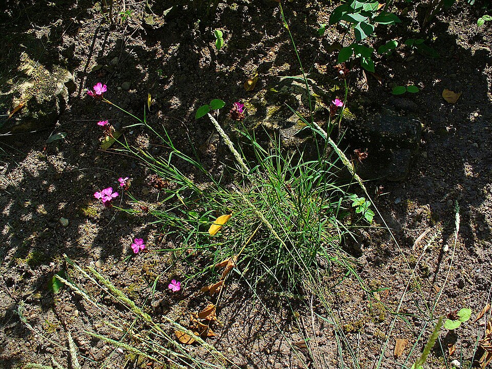 Dianthus carthusianorum (Carthusian Pink) (alternate view 8)