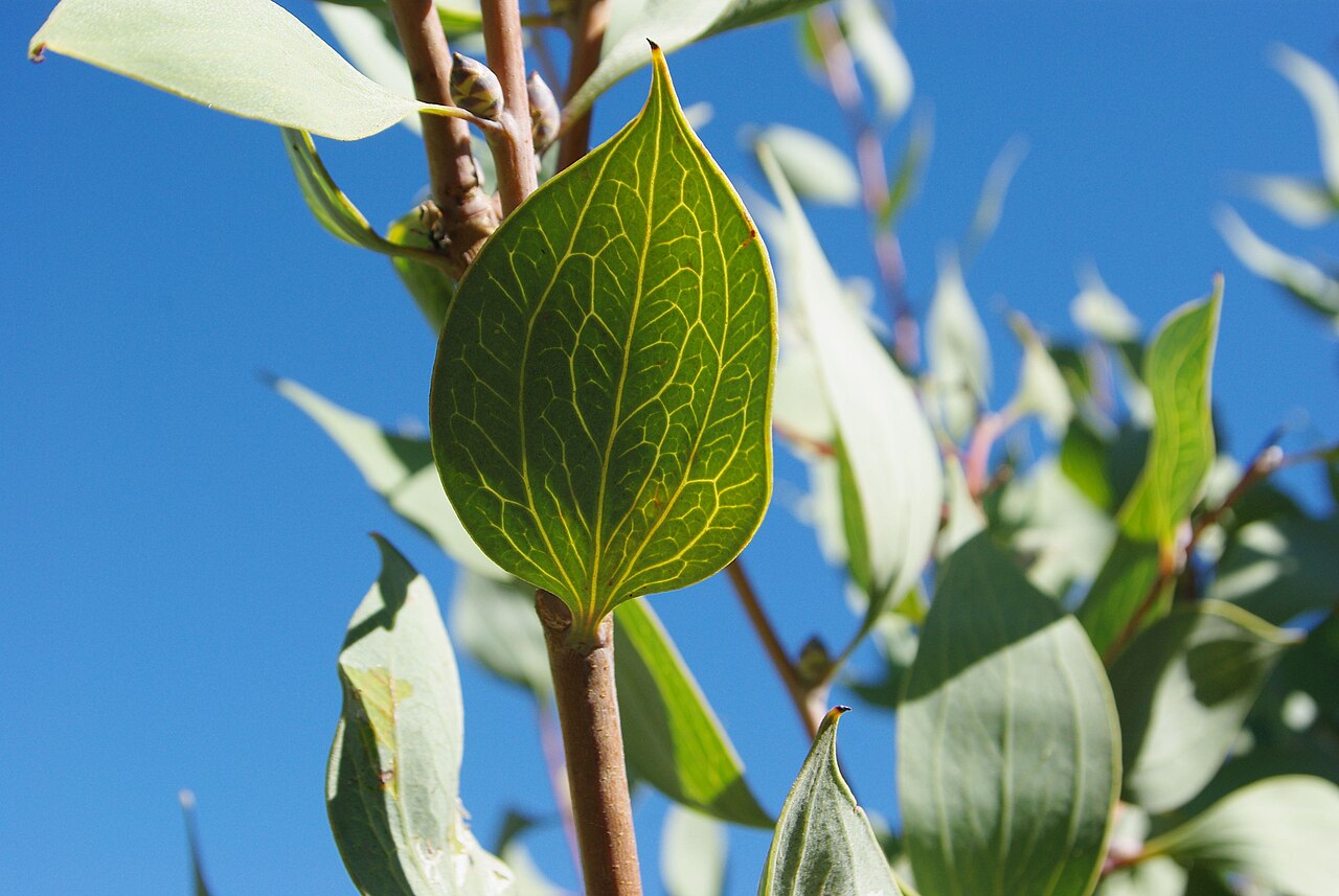 Hakea petiolaris, Sea urchin hakea — upright evergreen (Proteaceae) (image 4 of 10)