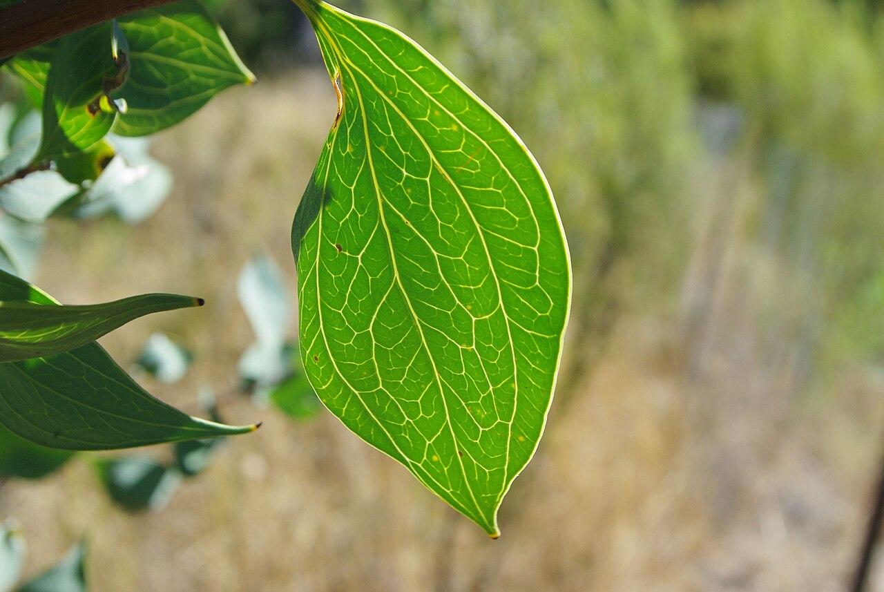 Hakea petiolaris, Sea urchin hakea — upright evergreen (Proteaceae) (image 5 of 10)