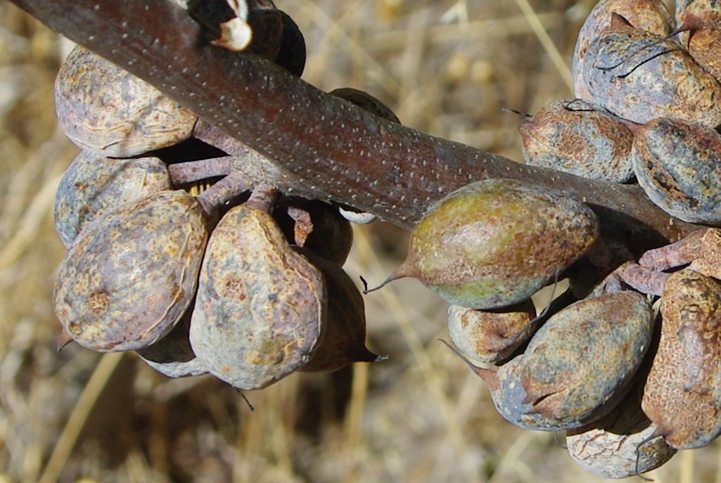 Hakea petiolaris, Sea urchin hakea — upright evergreen (Proteaceae) (image 6 of 10)
