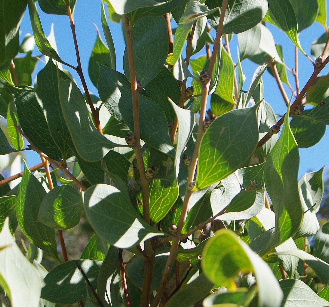Hakea petiolaris, Sea urchin hakea — upright evergreen (Proteaceae) (image 7 of 10)