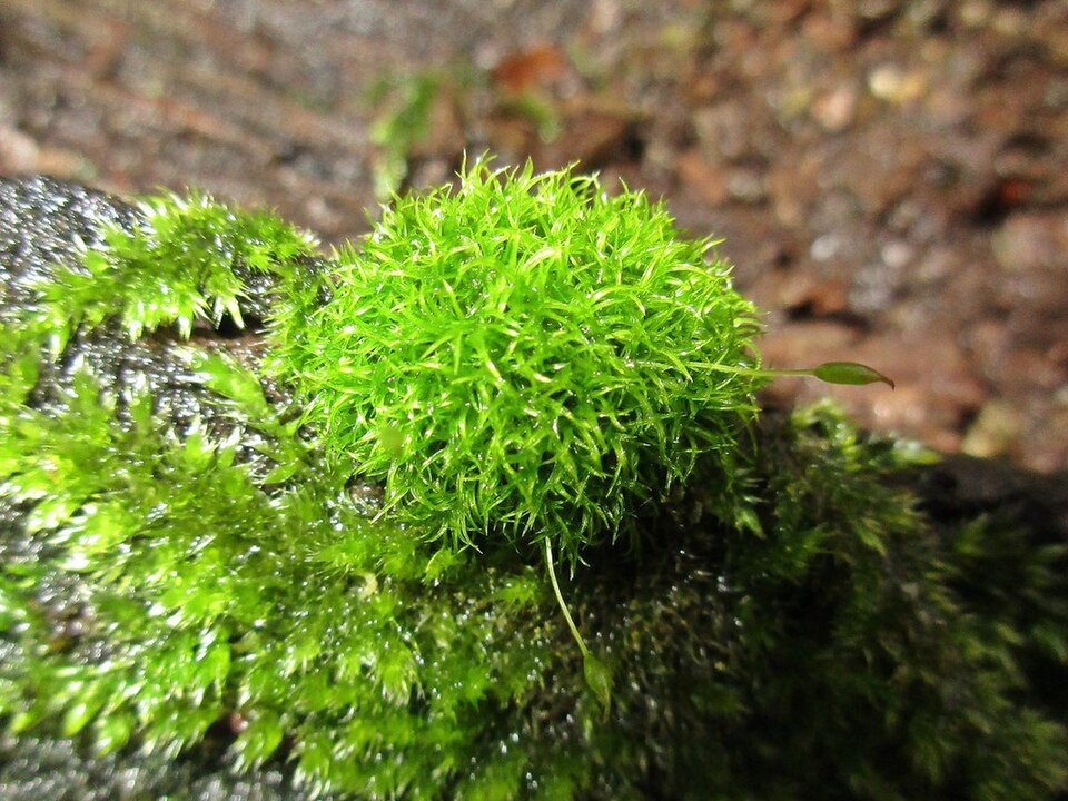 Dicranoweisia cirrata (Common Pincushion)