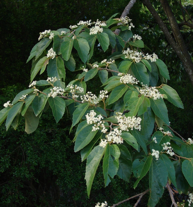 Commersonia bartramia (Brown Kurrajong) (alternate view 8)