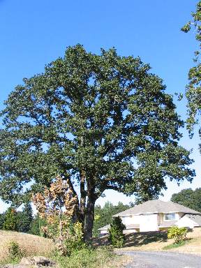 Quercus garryana (Oregon white oak, Garry oak) (alternate view 6)