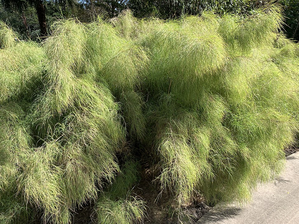 Muhlenbergia dumosa (Bamboo Muhly) (alternate view 5)