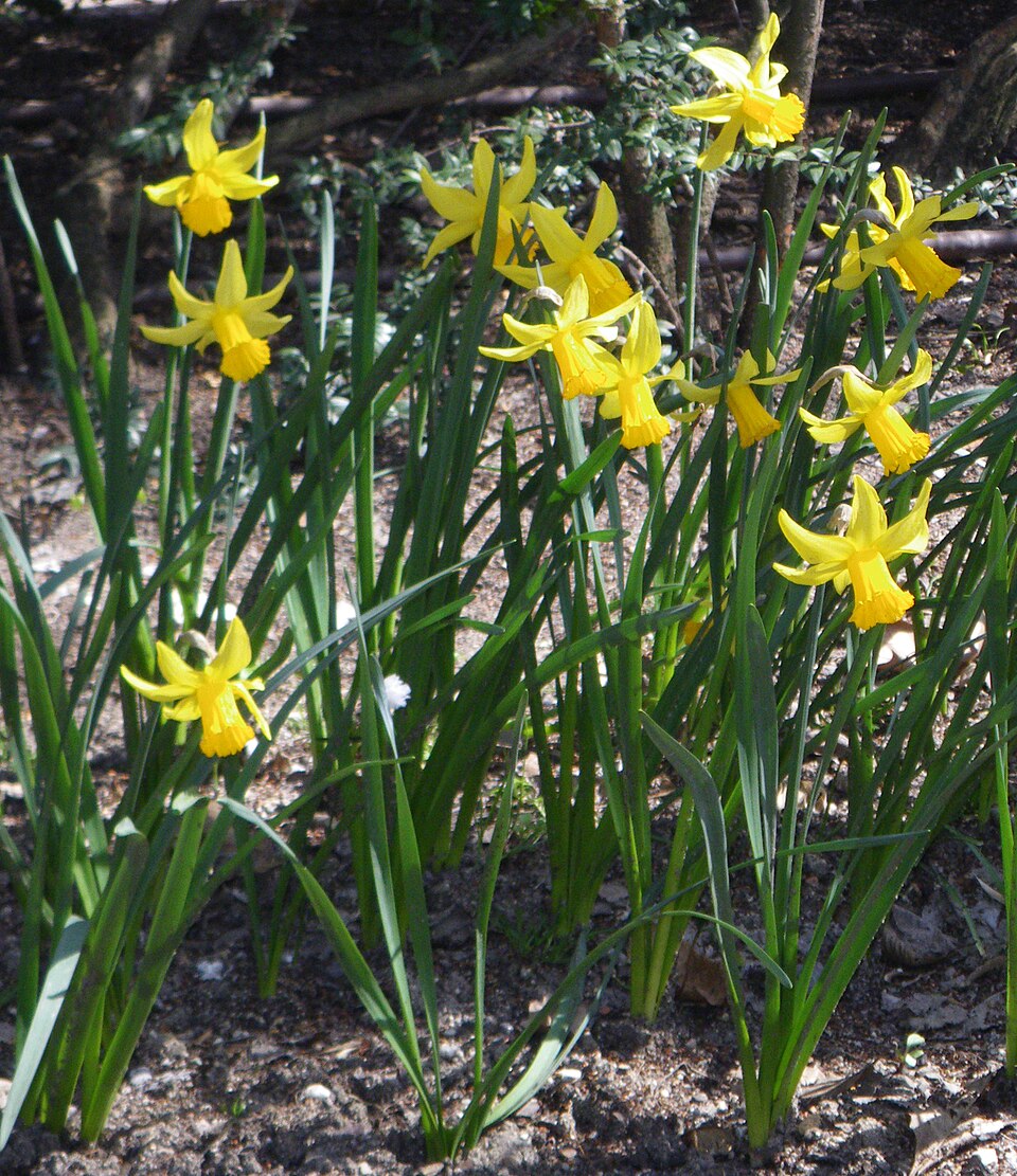Narcissus 'February Gold' (February Gold Daffodil) (alternate view 2)