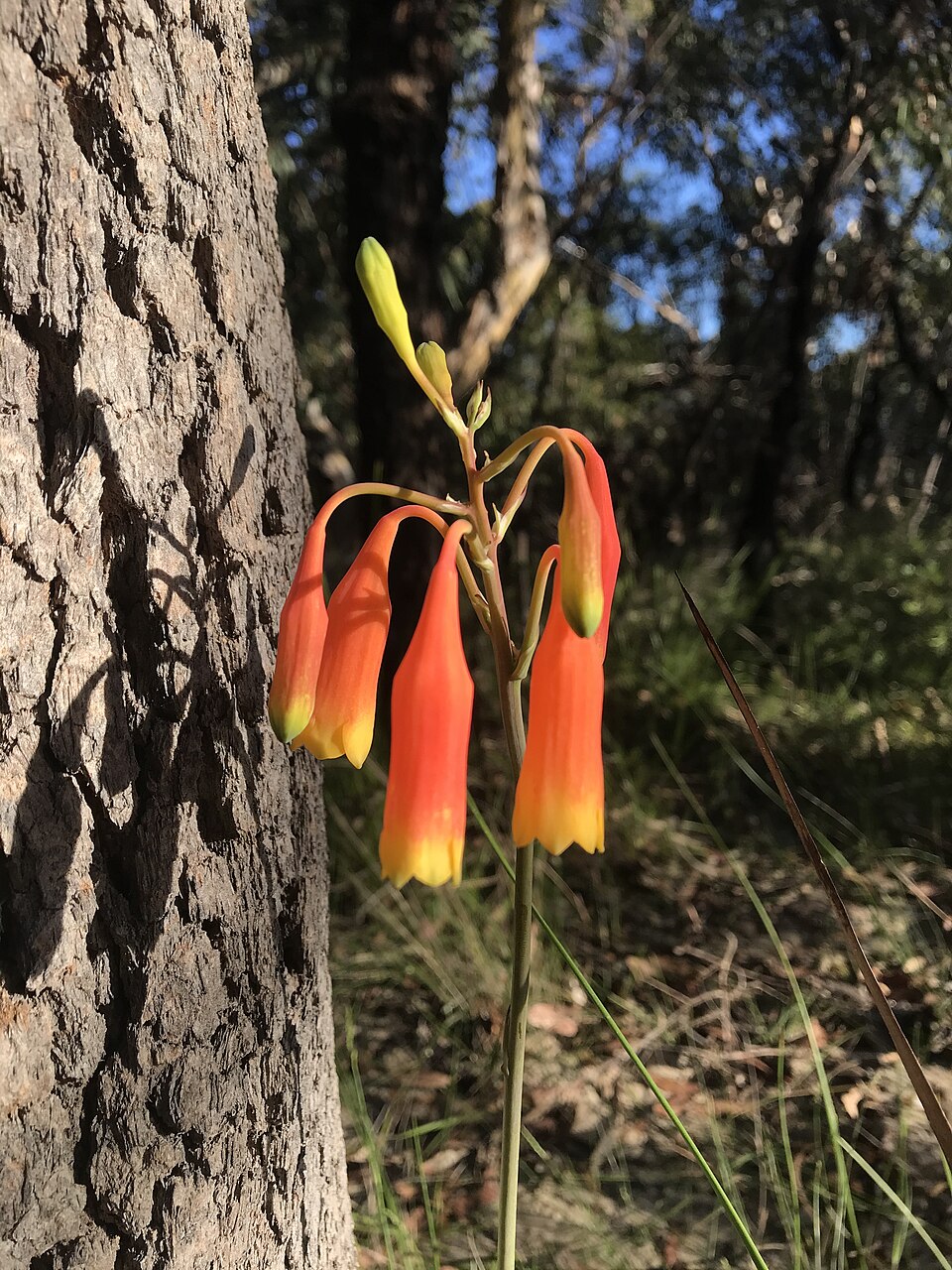 Blandfordia nobilis (Christmas Bells) (alternate view 10)
