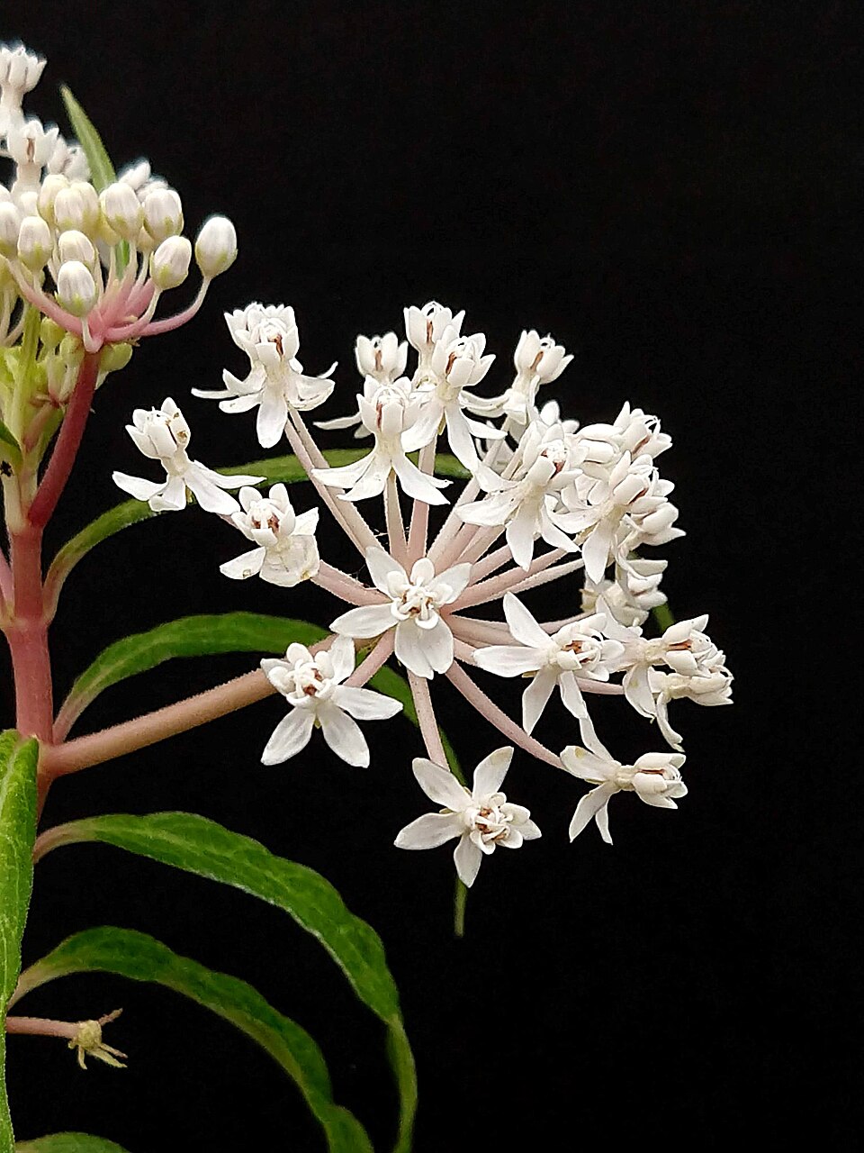 Asclepias perennis (Aquatic Milkweed) (alternate view 8)