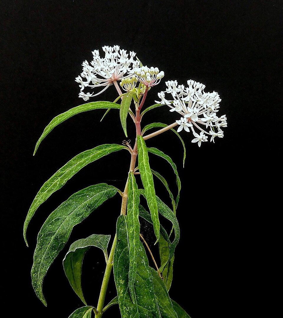 Asclepias perennis (Aquatic Milkweed) (alternate view 9)