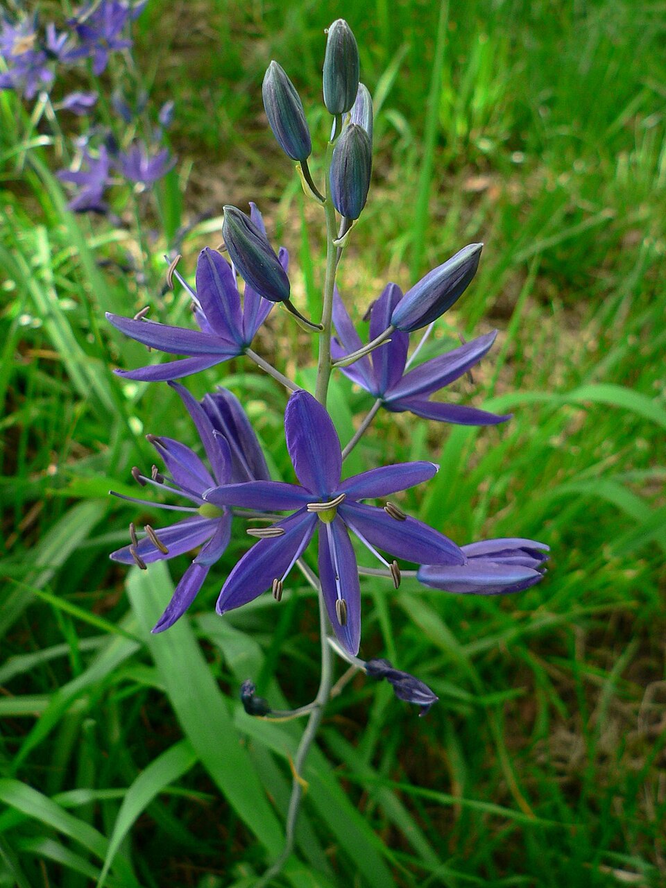Camassia quamash (common camas) (alternate view 5)