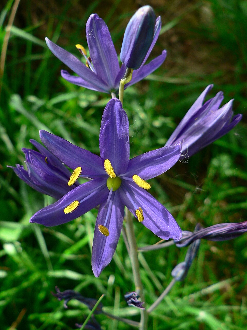 Camassia quamash (common camas) (alternate view 6)