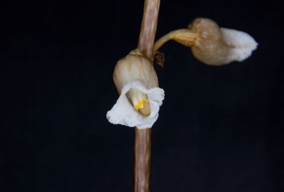 Gastrodia sesamoides (Cinnamon Bells) (alternate view 3)