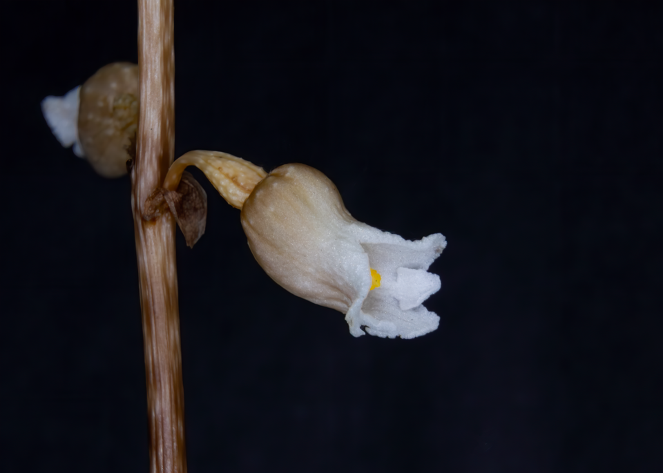 Gastrodia sesamoides (Cinnamon Bells) (alternate view 4)