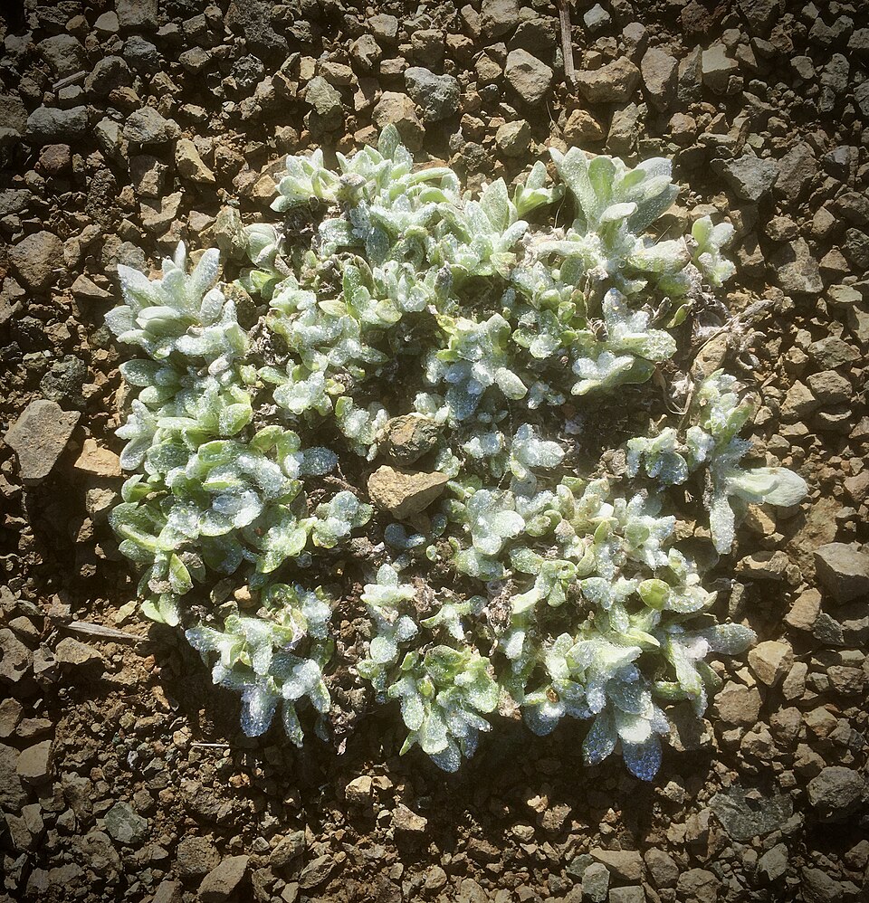 Pseudognaphalium stramineum (cottonbatting plant) (alternate view 5)