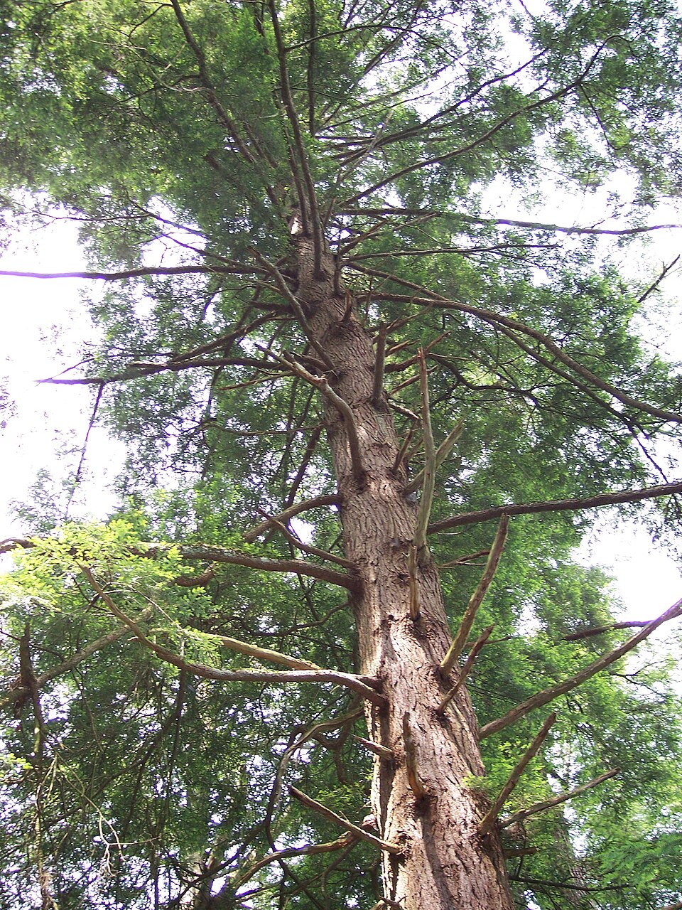 Tsuga canadensis (eastern hemlock) (alternate view 6)