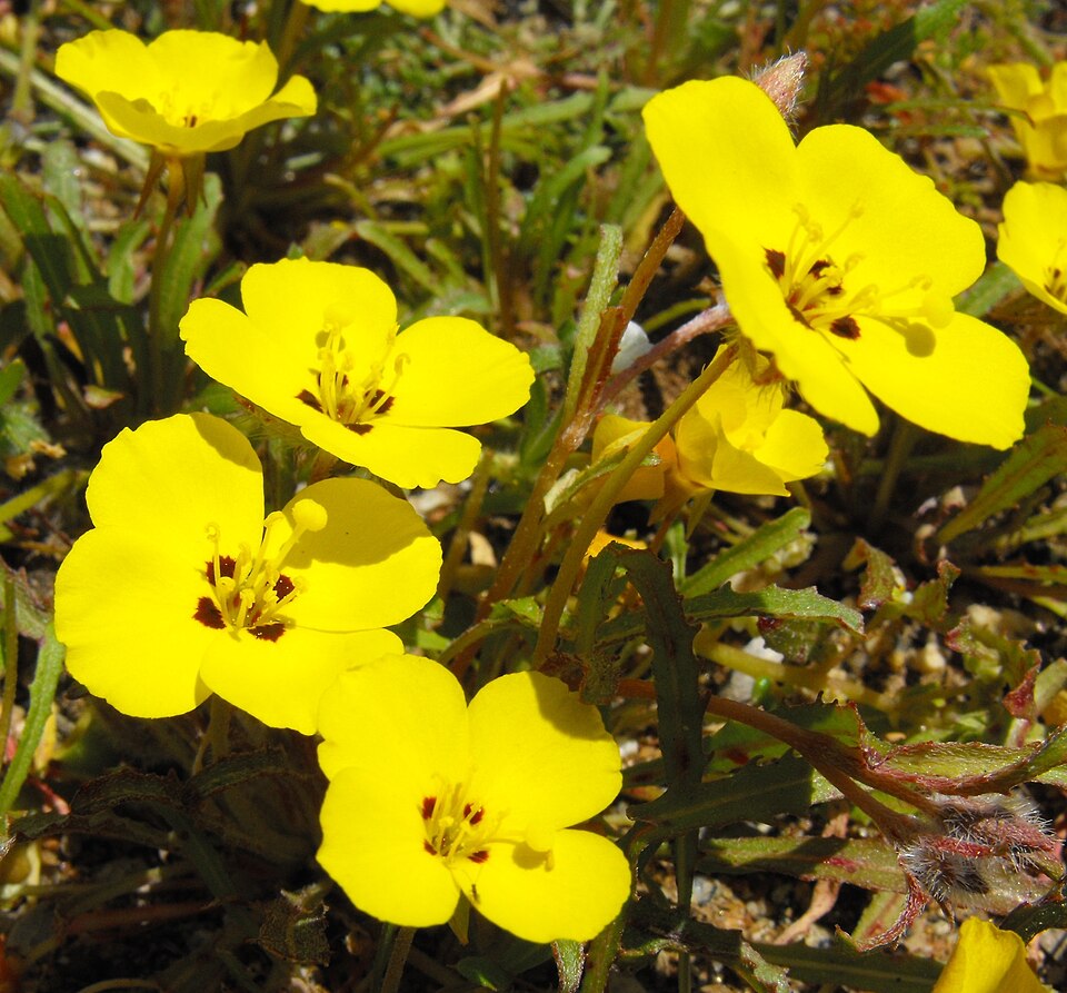 Camissoniopsis bistorta (California sun cup) (alternate view 7)