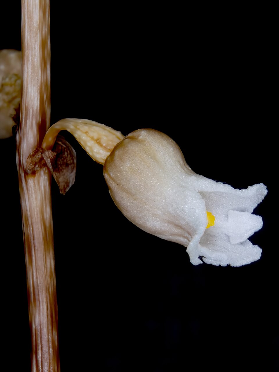 Gastrodia sesamoides (Cinnamon Bells) (alternate view 5)
