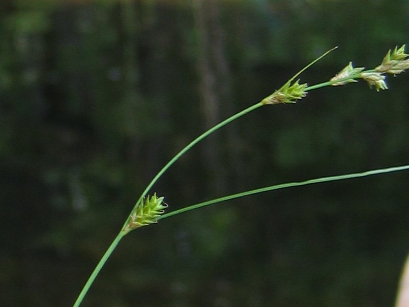Carex remota (Remote Sedge)