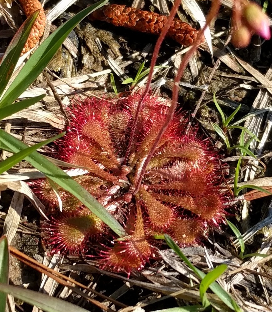 Drosera (Sundews) (alternate view 3)