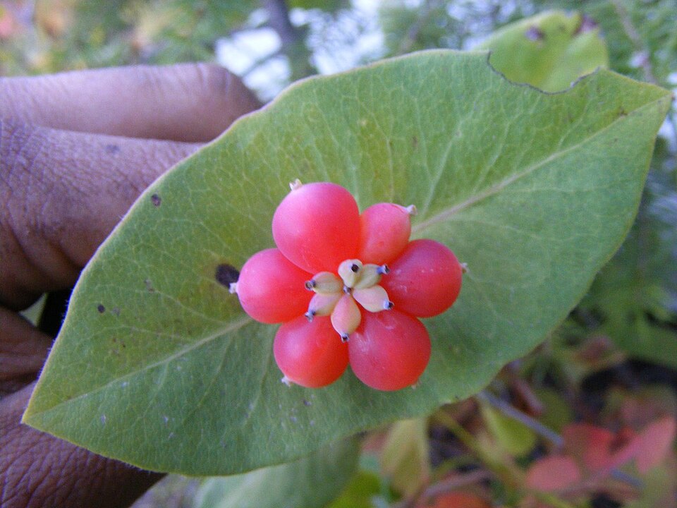 Lonicera ciliosa (trumpet honeysuckle) (alternate view 10)