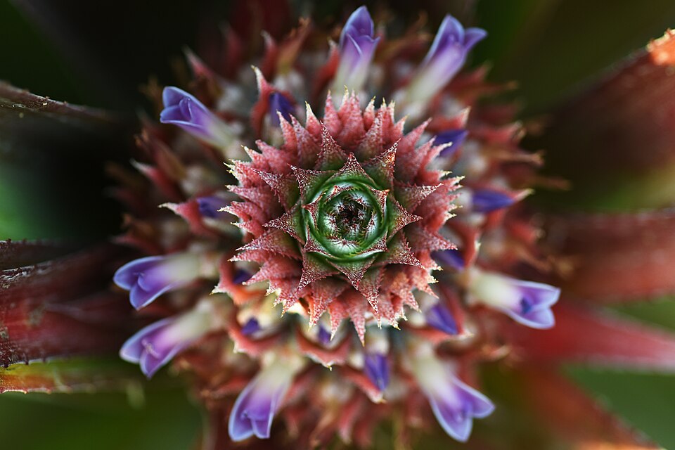Ananas (alternate view 3)
