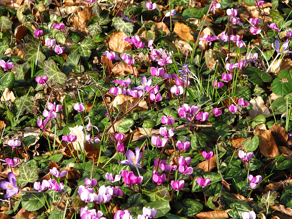 Cyclamen coum (Spring cyclamen) (alternate view 10)