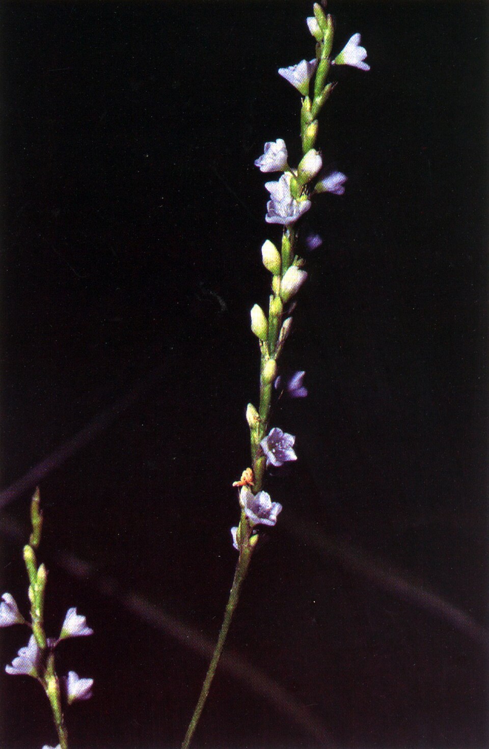 Persicaria punctata (Dotted Smartweed) (alternate view 8)