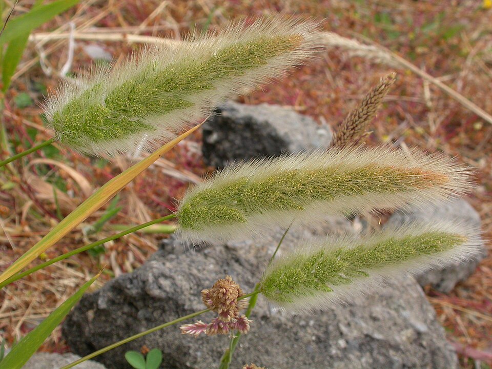Polypogon monspeliensis (rabbitfoot grass) (alternate view 6)